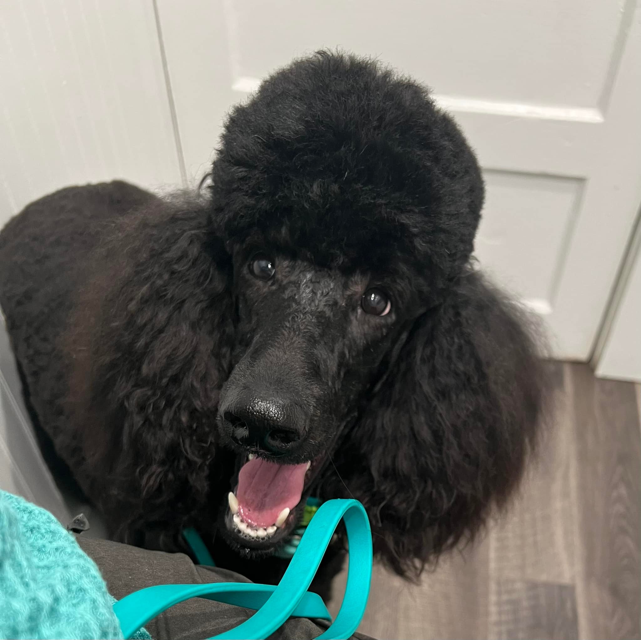 The Bark Side Santa Rosa