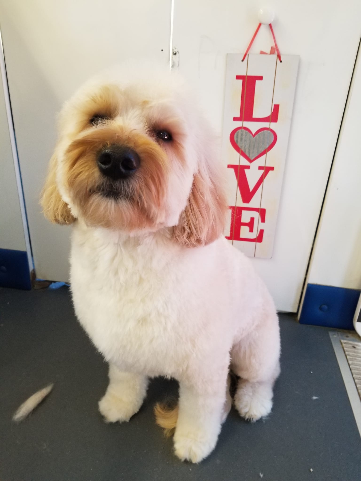 Barks and Bubbles Mobile Pet Salon Santa Rosa