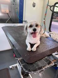 4 Paws Only Mobile Pet Grooming