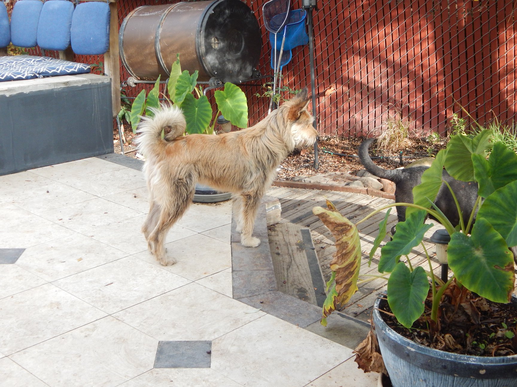 K9 CLAN DOG TRAINING, LLC Vallejo