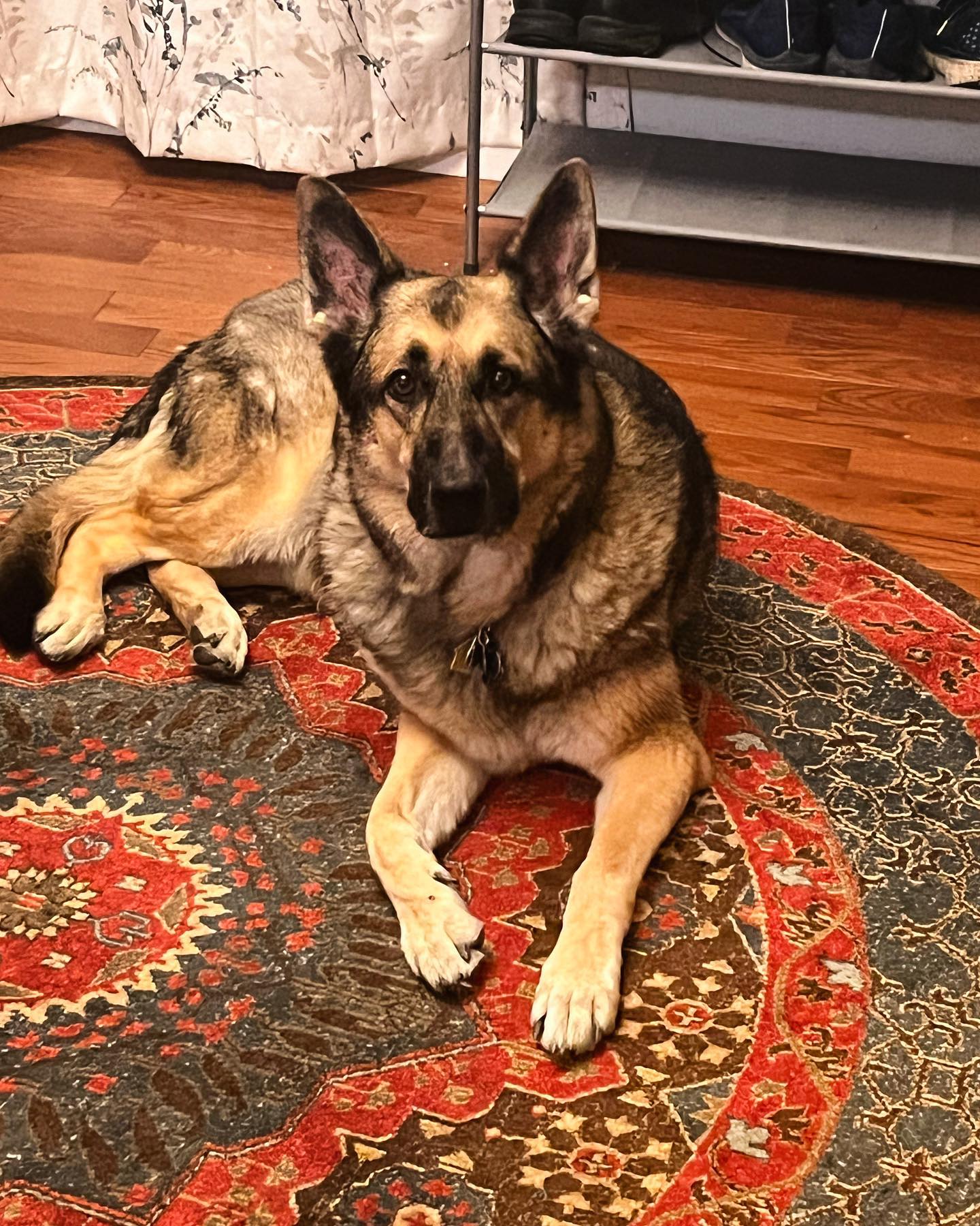 Pet-Unity Pet Services Broomfield