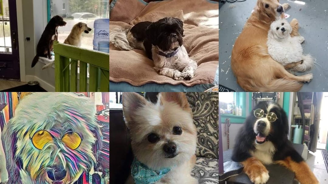 Grateful Dogg Denver