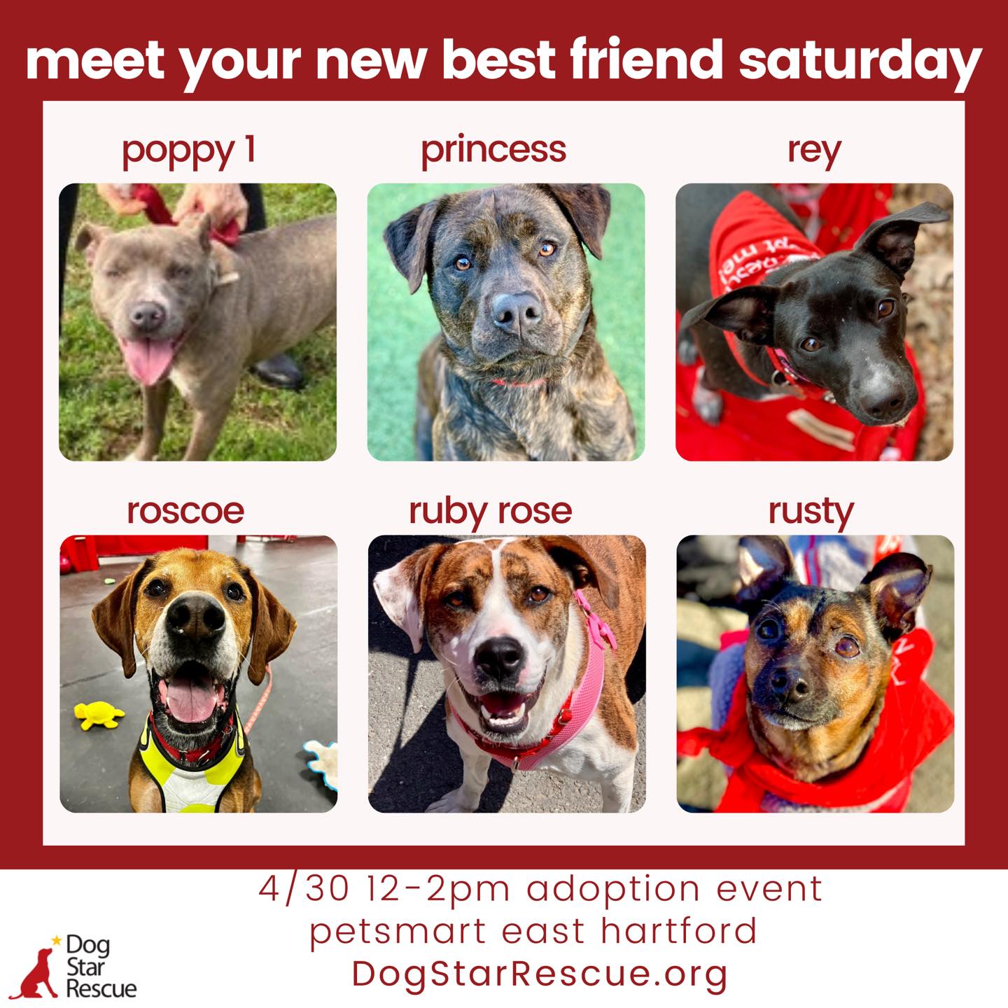 Dog Star Rescue Bloomfield