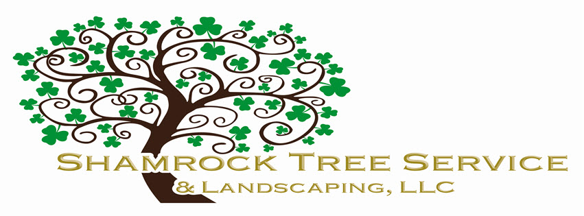 Shamrock Tree Services LLC 11 Hebron Rd, Bolton Connecticut 06043