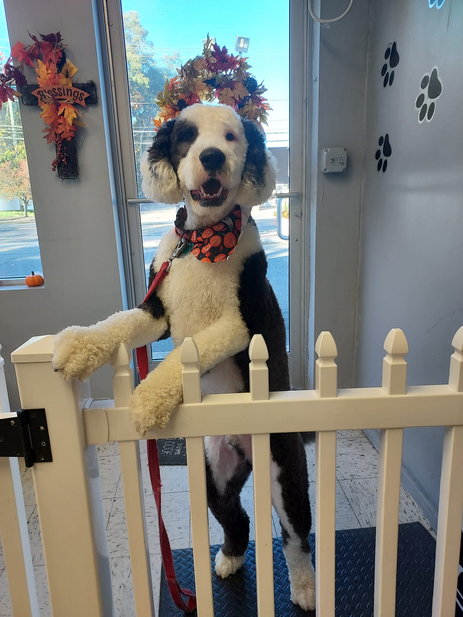 Marina Clipp & Dipp Pet Salon Cheshire