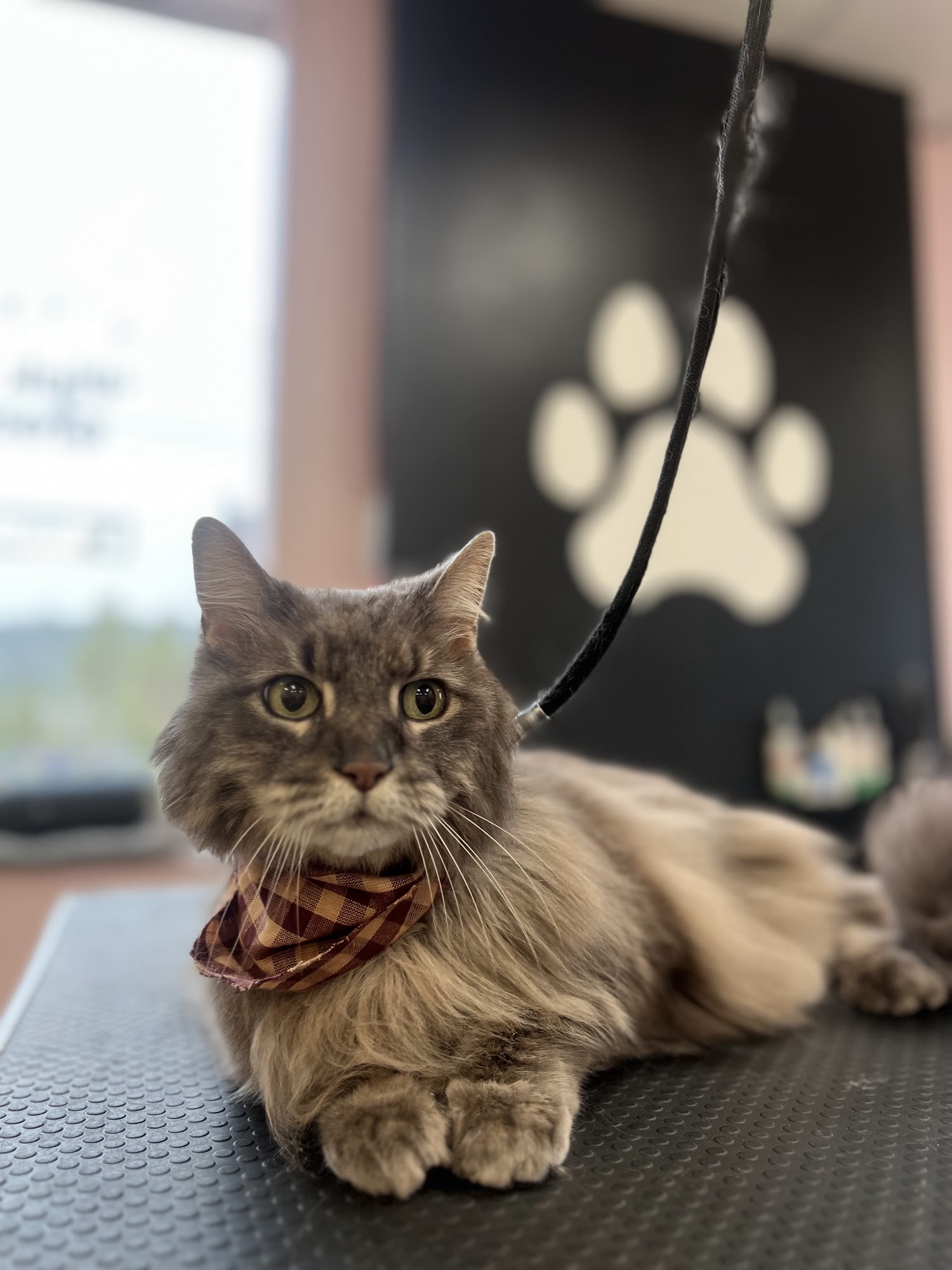Pink Paws Grooming 127 Main St, Derby Connecticut 06418