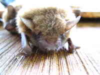 All About Bats & Wildlife, Inc.
