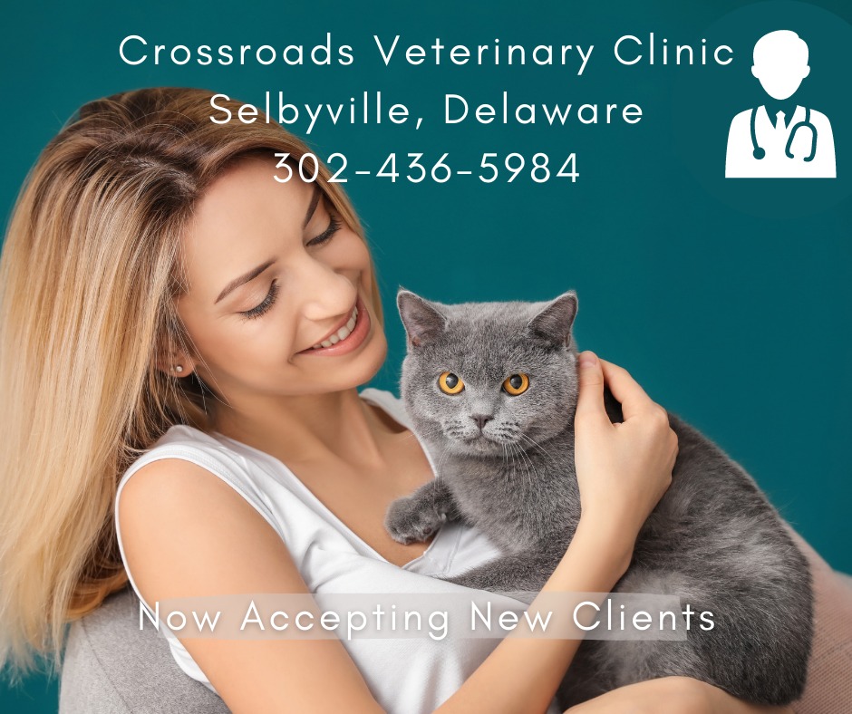 Crossroads Veterinary Clinic: Brandt Chris DVM 36774 Dupont Blvd, Selbyville Delaware 19975