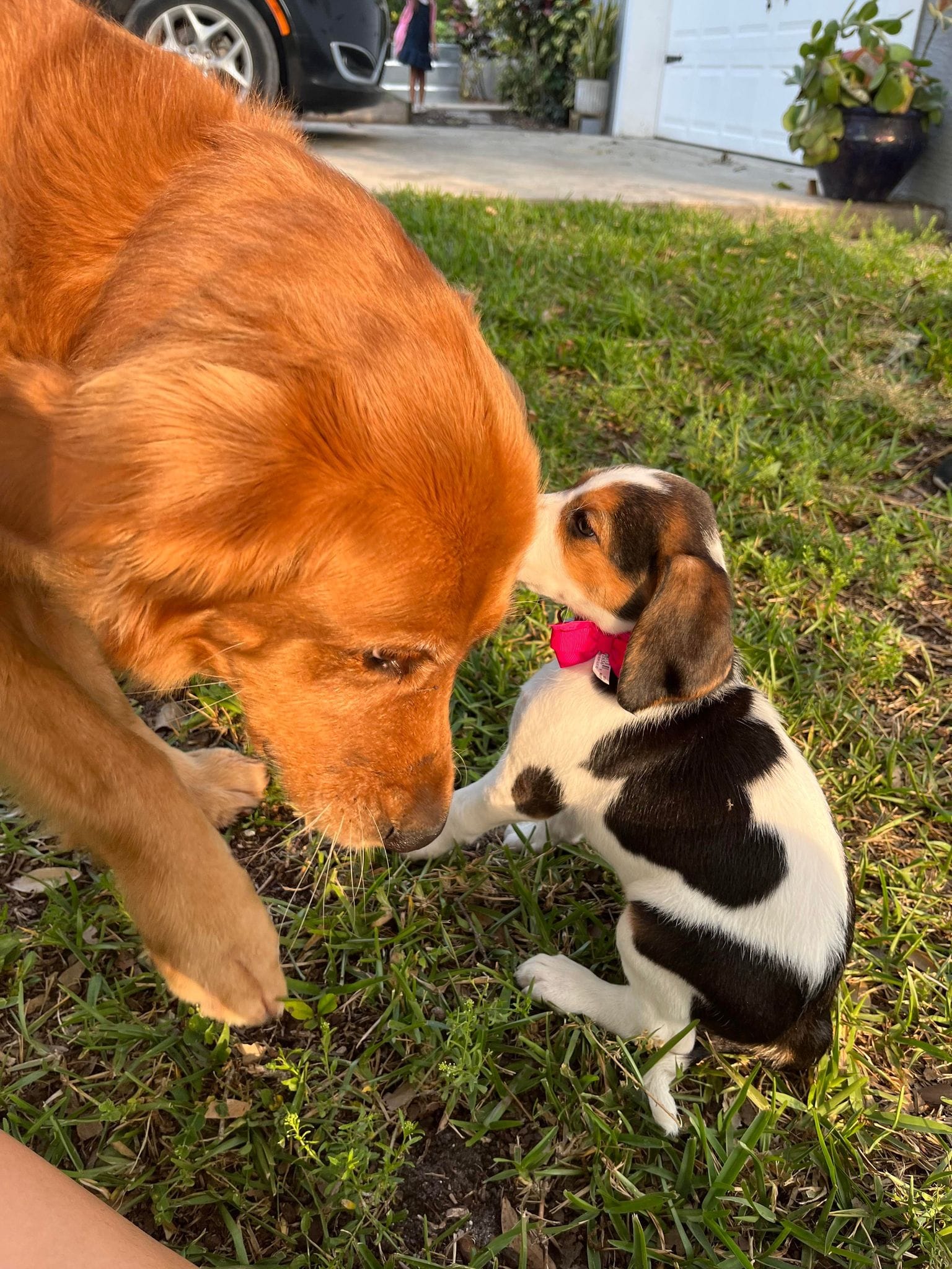 Dogs & Cats Forever Fort Pierce