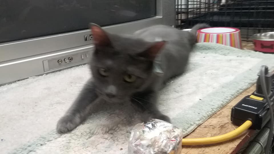 Paws and Claws Jacksonville