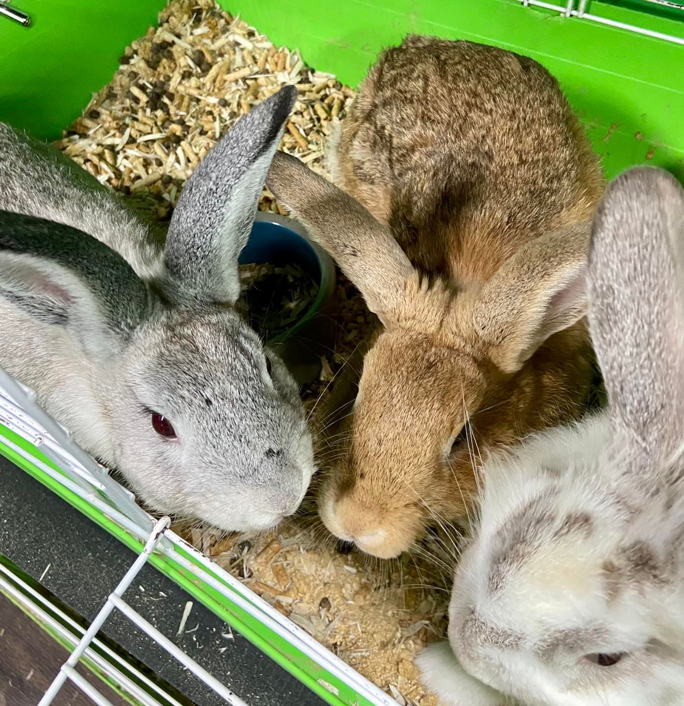 Pet Facilities in Middleburg, Florida Pet Stores, Grooming, Pet Care