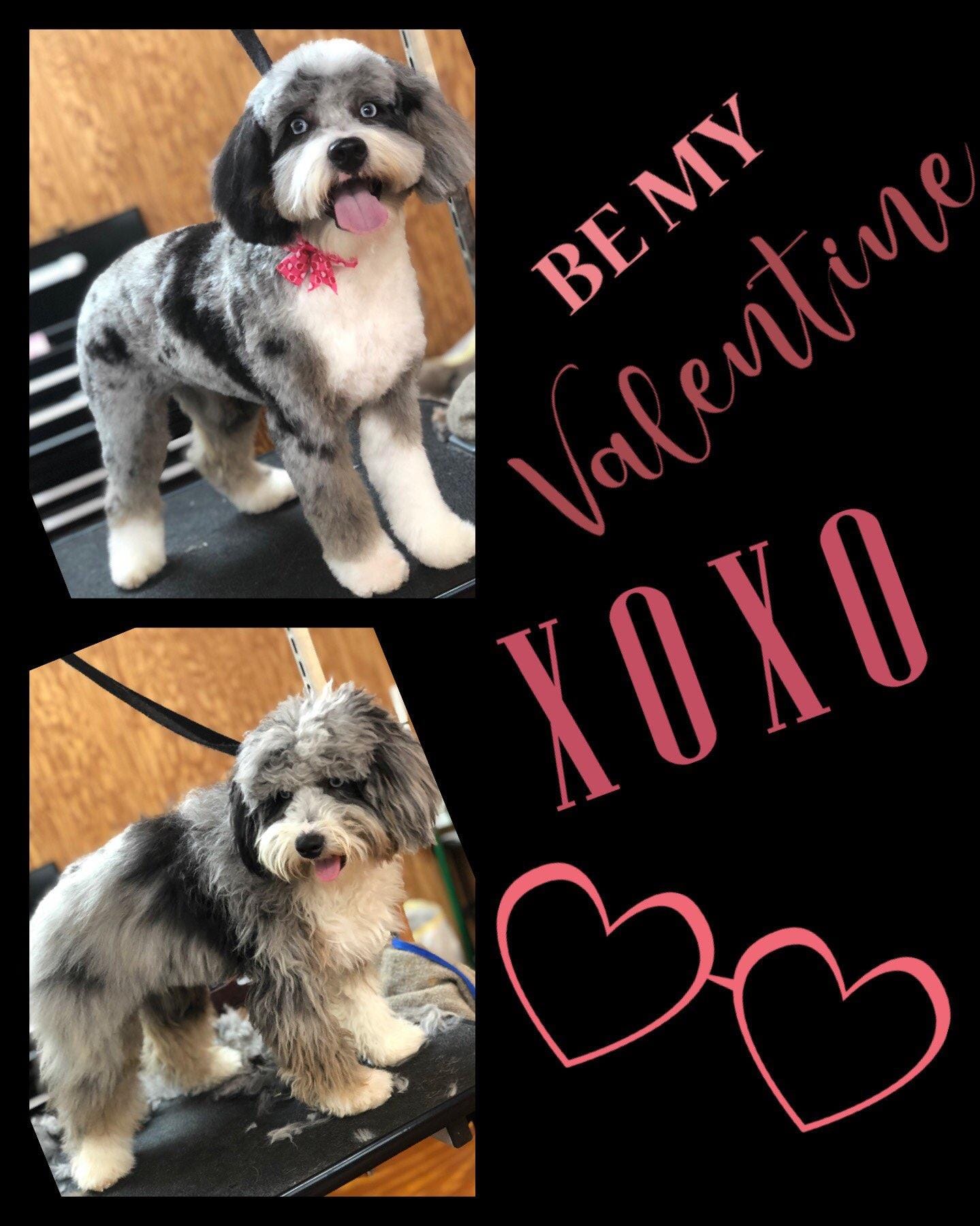 Pampered Poodles & Terriers Tallahassee