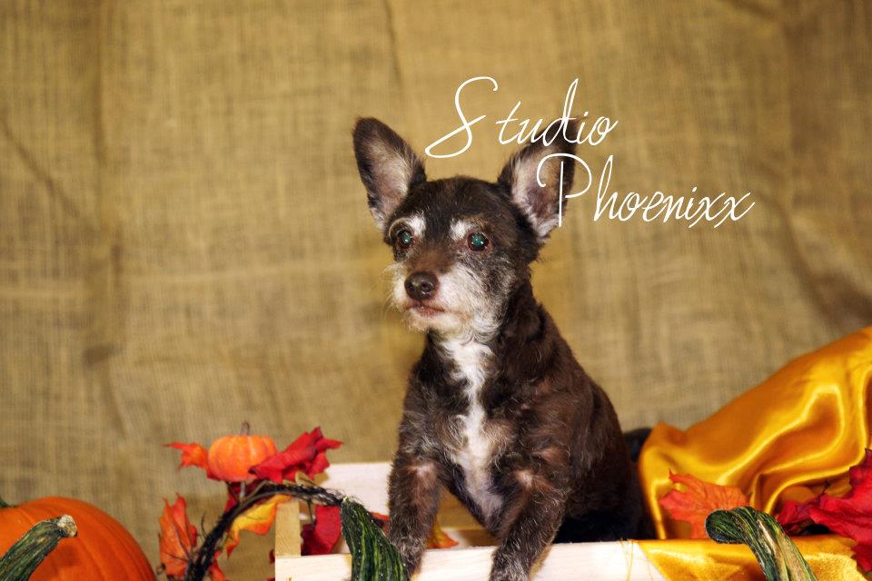 Showtime Pet Grooming Macon