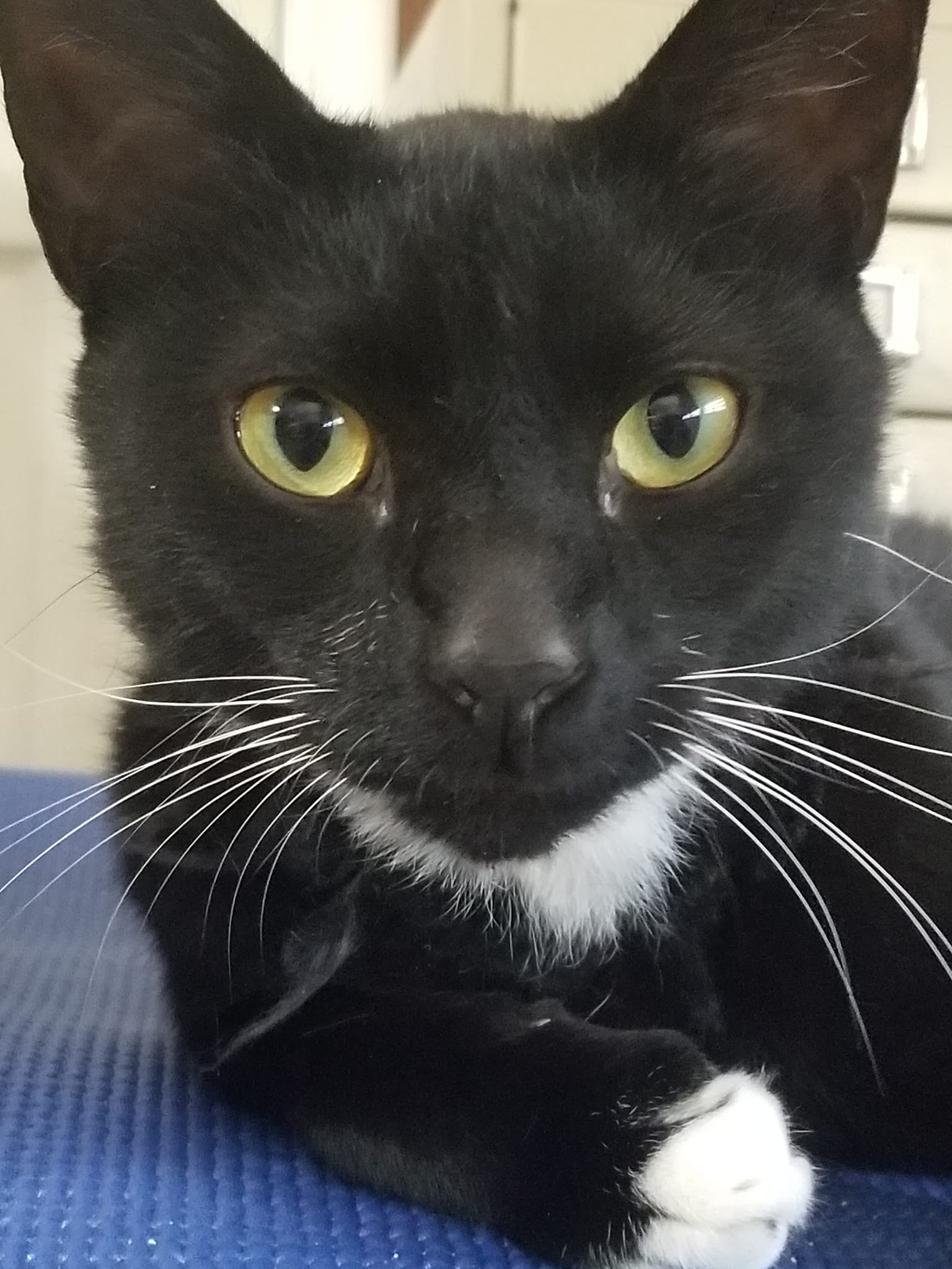 Pet Sitting by Gena Macon