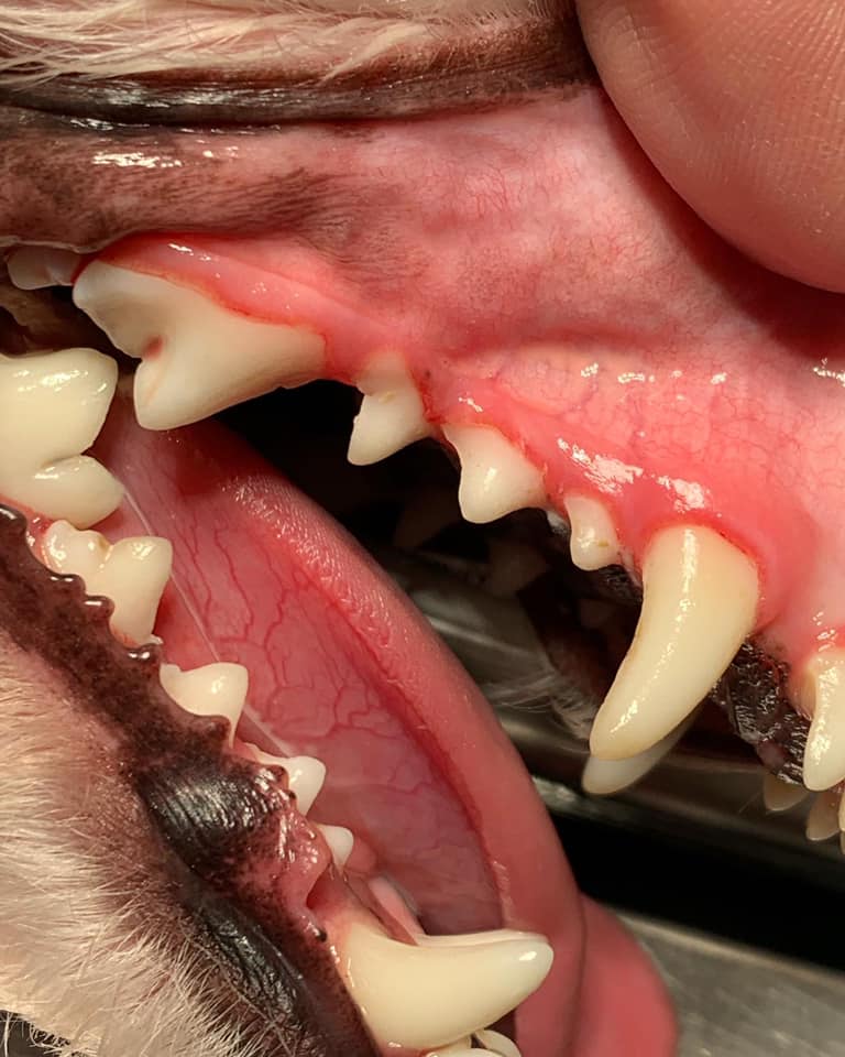 Countryside Animal Clinic Inc: Land Charles DVM Sylvester