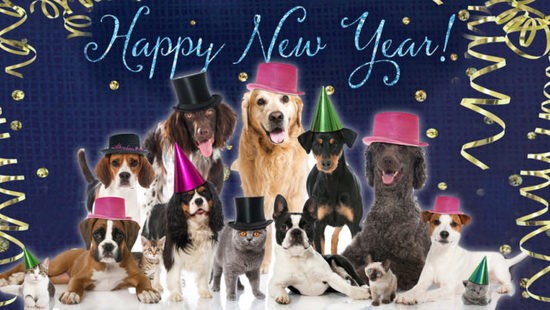 Bath,Bed & Biscuit Pet Grooming Warner Robins