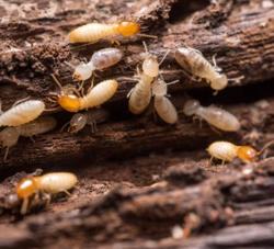 Kilmore Termite Pest Control