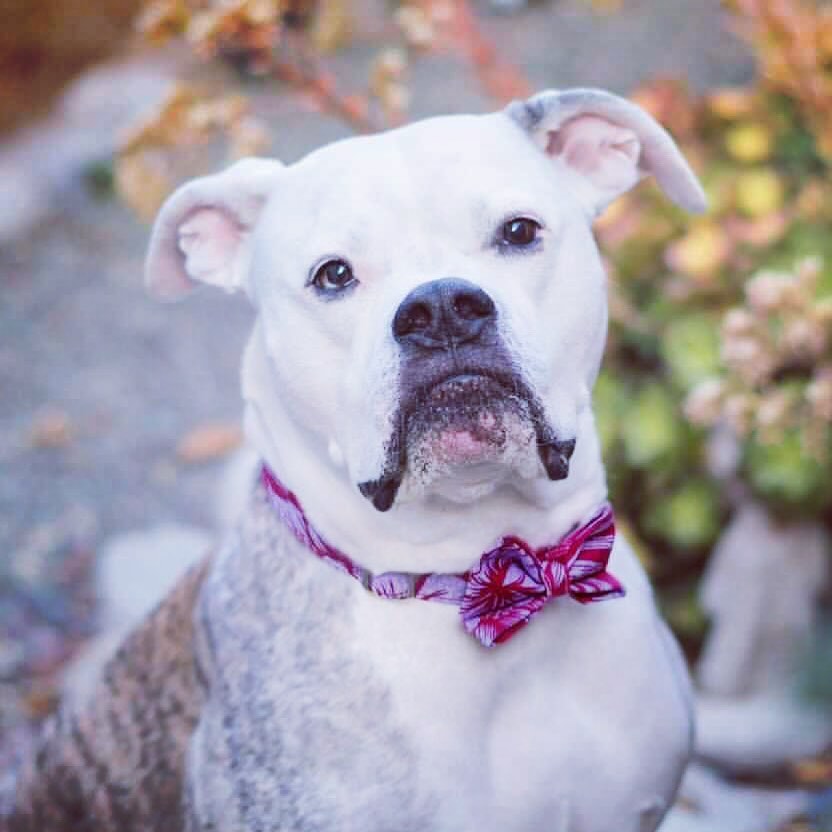 The Dogshop, LLC Kailua