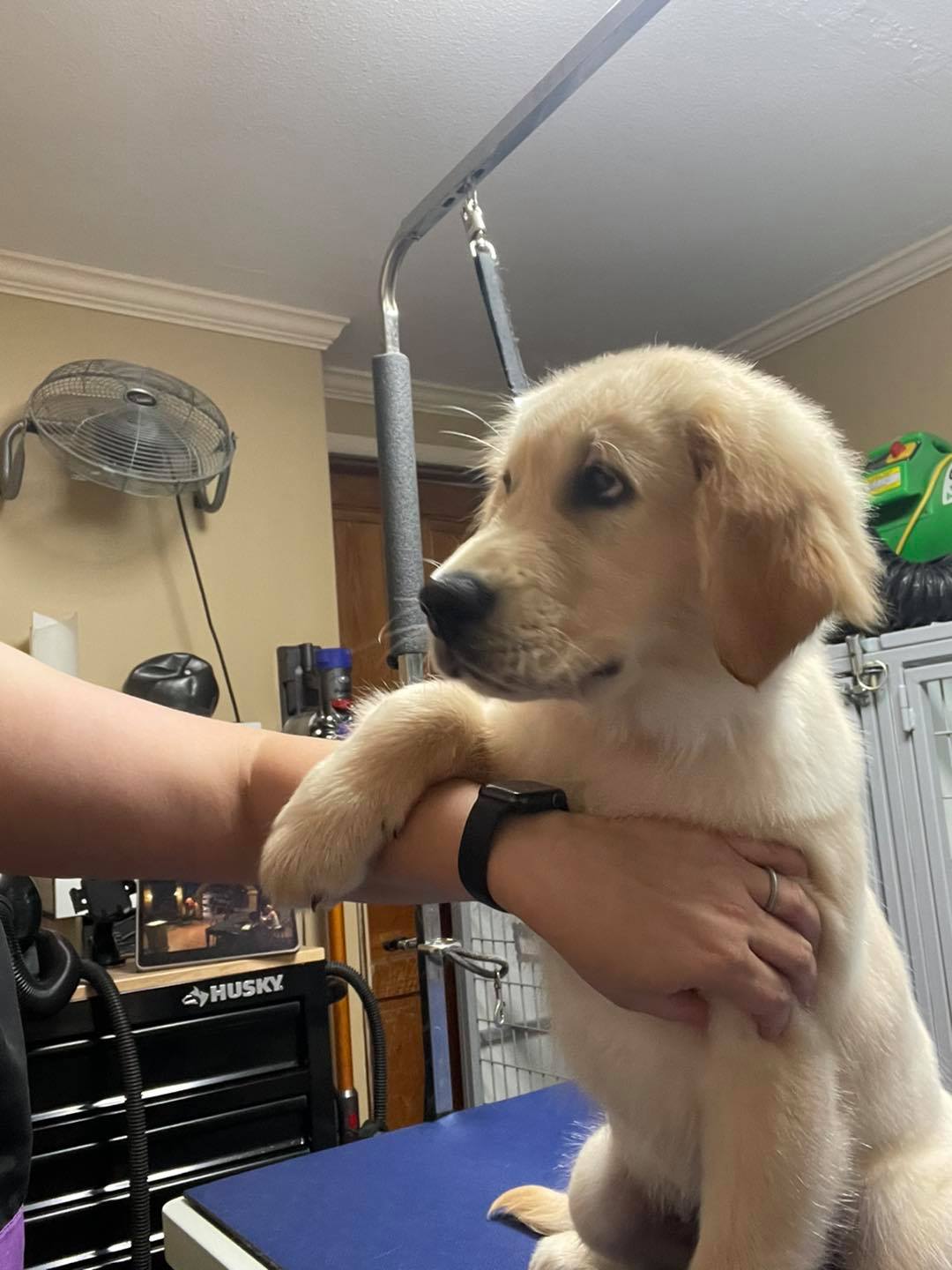 Handsome Hounds Boarding and Grooming LLC Adel