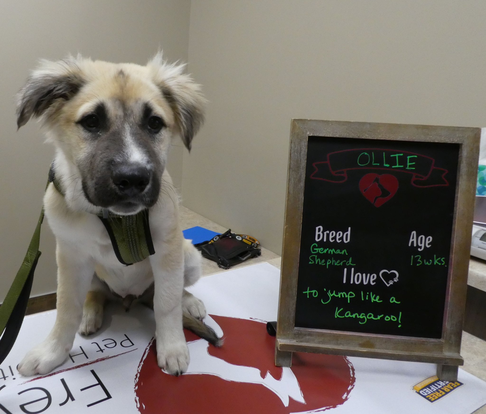 Ayers Preston DVM Cedar Rapids