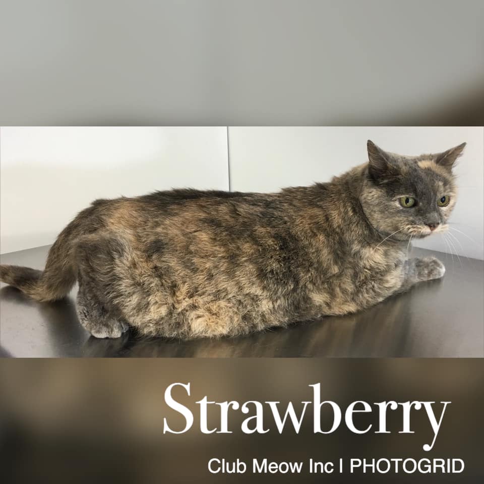 Club Meow Inc. Council Bluffs