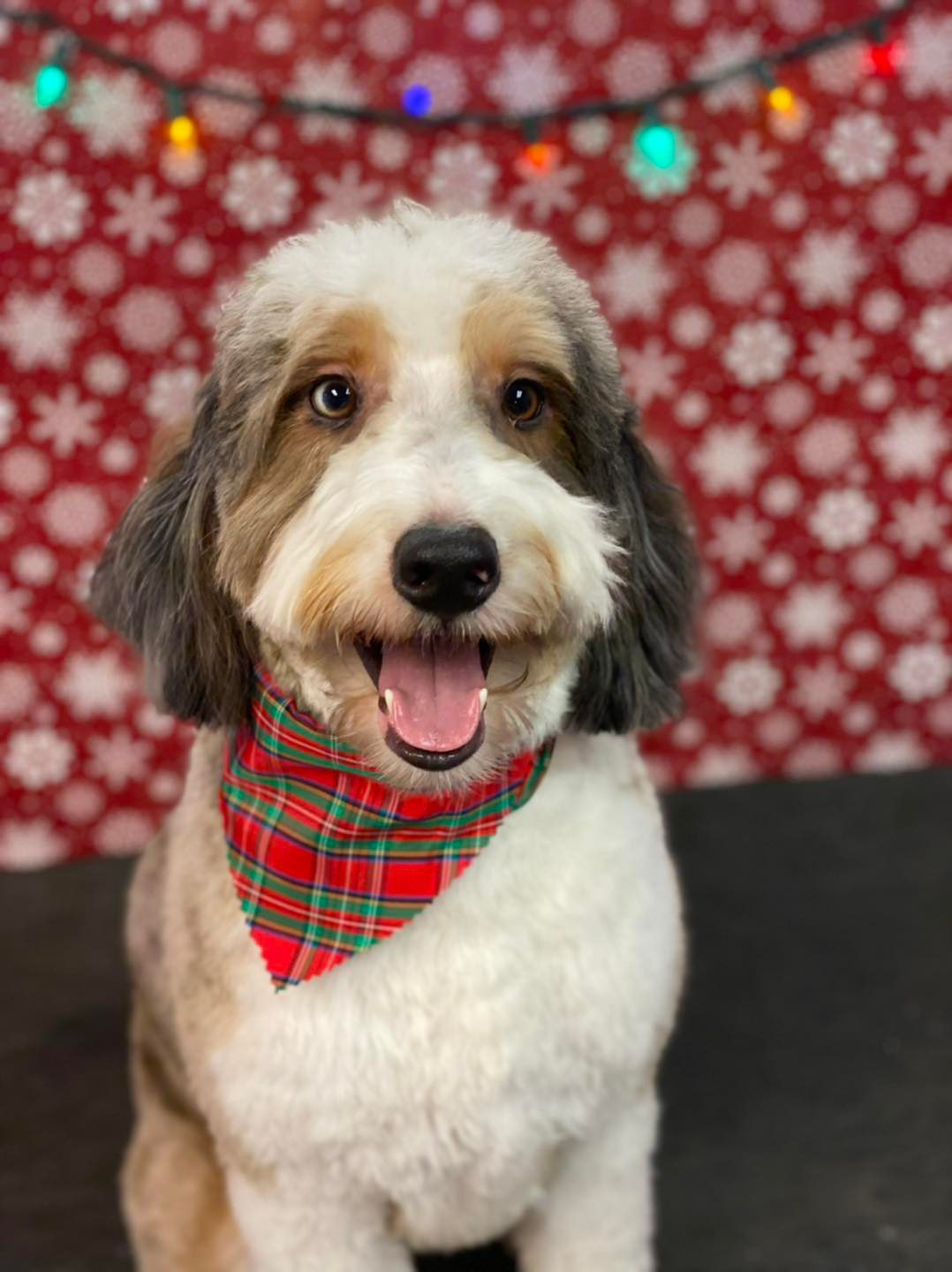 Pawsitively Purrfect Pet Grooming Eldridge