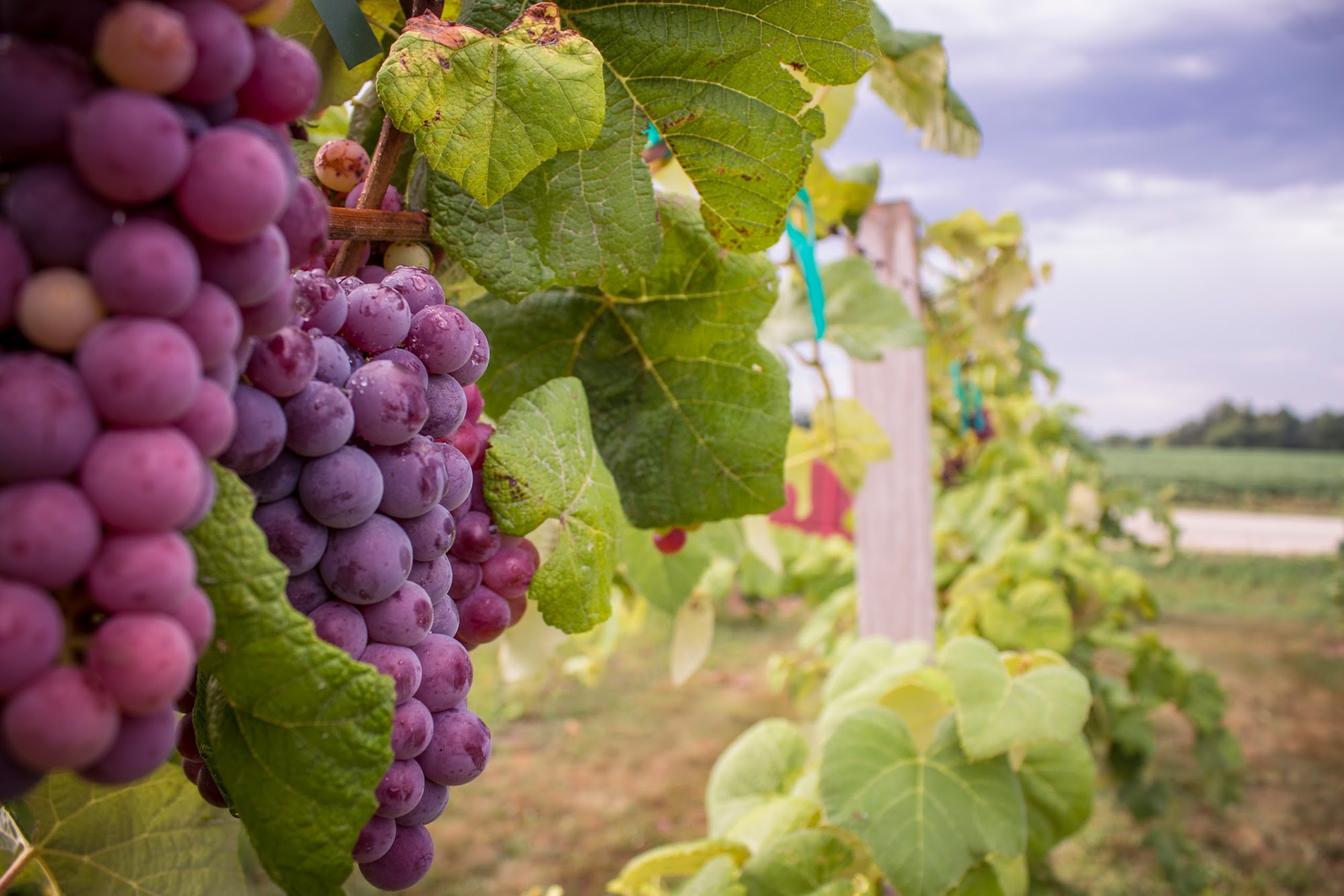 Odessa Vineyards and Winery