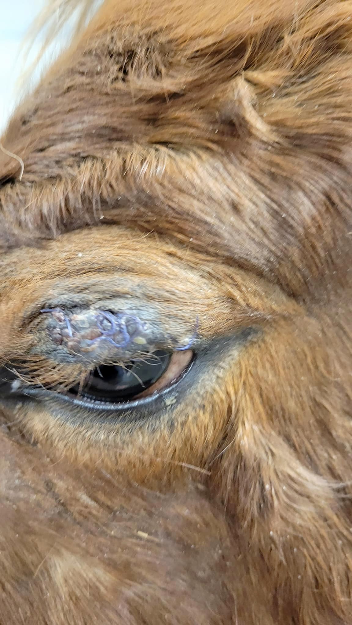 Vca Alpine Animal Hospital Inc: Haymore Steven D DVM Chubbuck