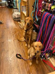 The Labrador Store and More