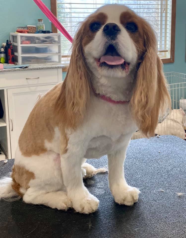 The Pampered Pet Grooming Hayden