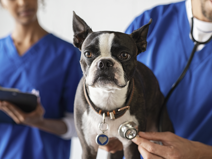 Alta Animal Hospital: Haney Sheena DVM Pocatello