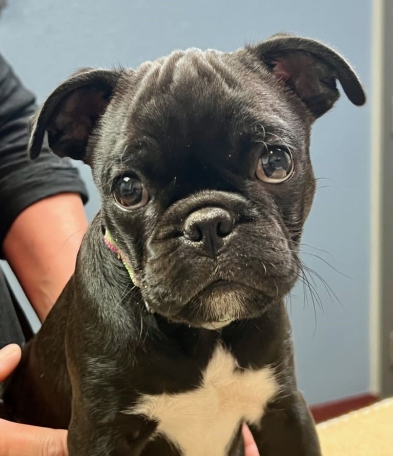 North Idaho Animal Hospital: Mehra Dawn DVM Sandpoint