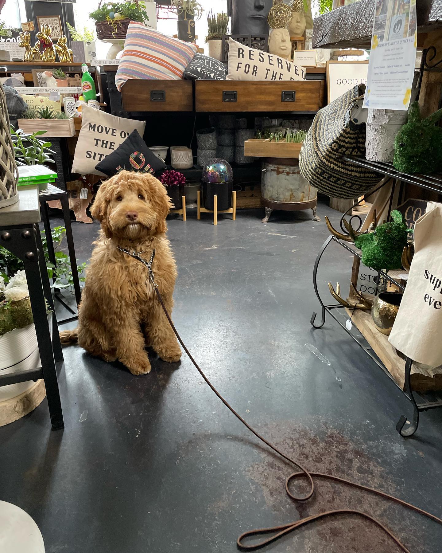 Markay Dog Training Inc Elburn