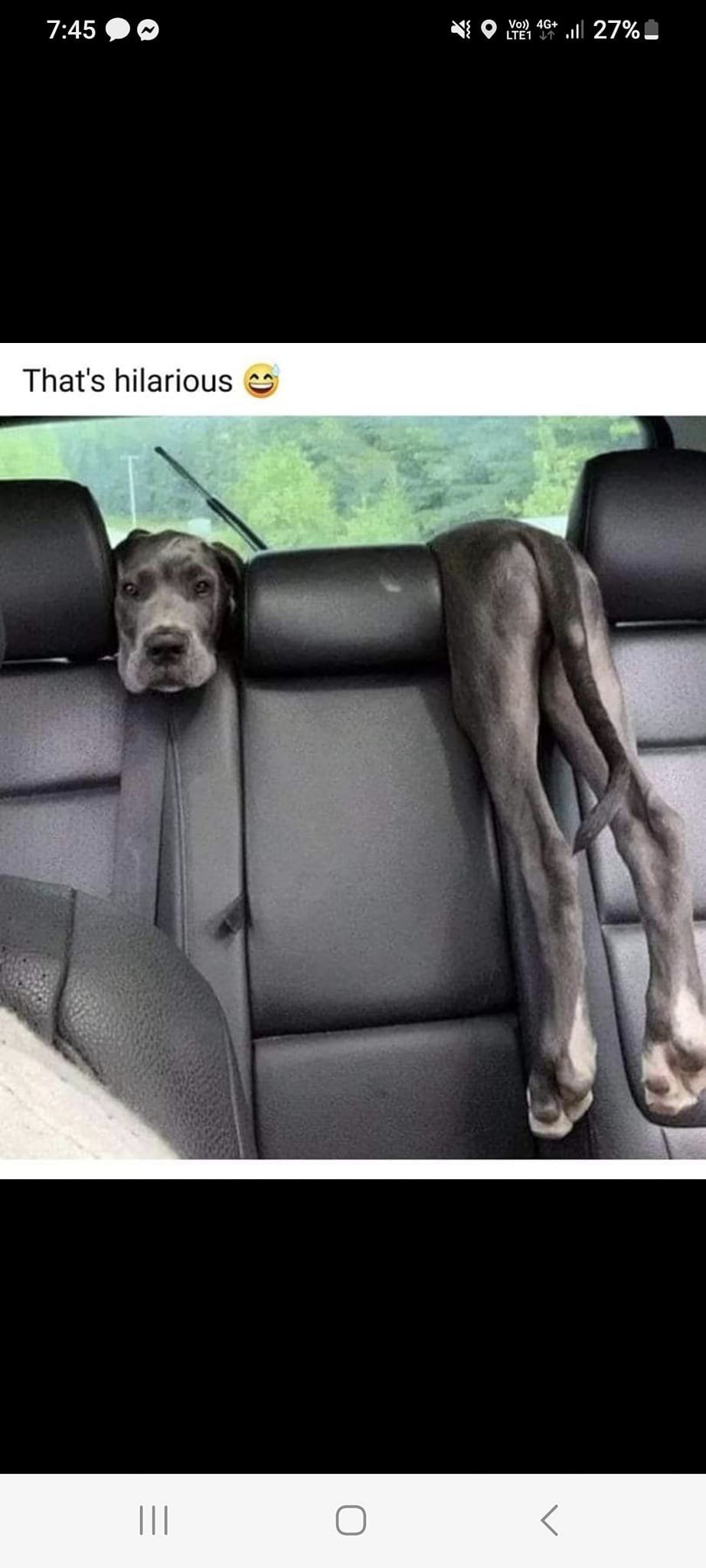 Love on a Leash Grooming Salon Grayslake