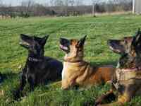 K9 Companions - Service Dog Training