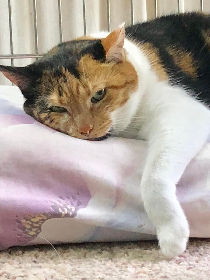 Dale's Pet Care Olney