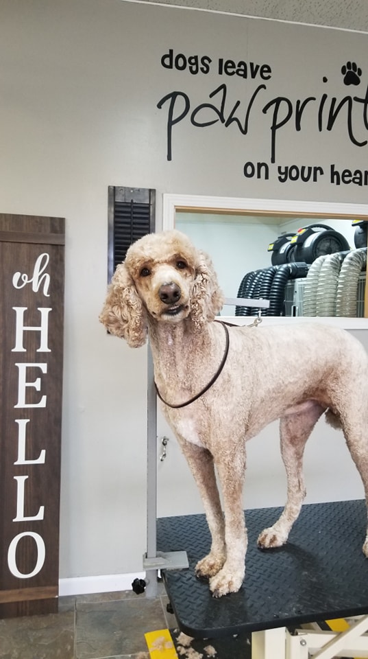 Around Town Grooming Ltd Orland Park