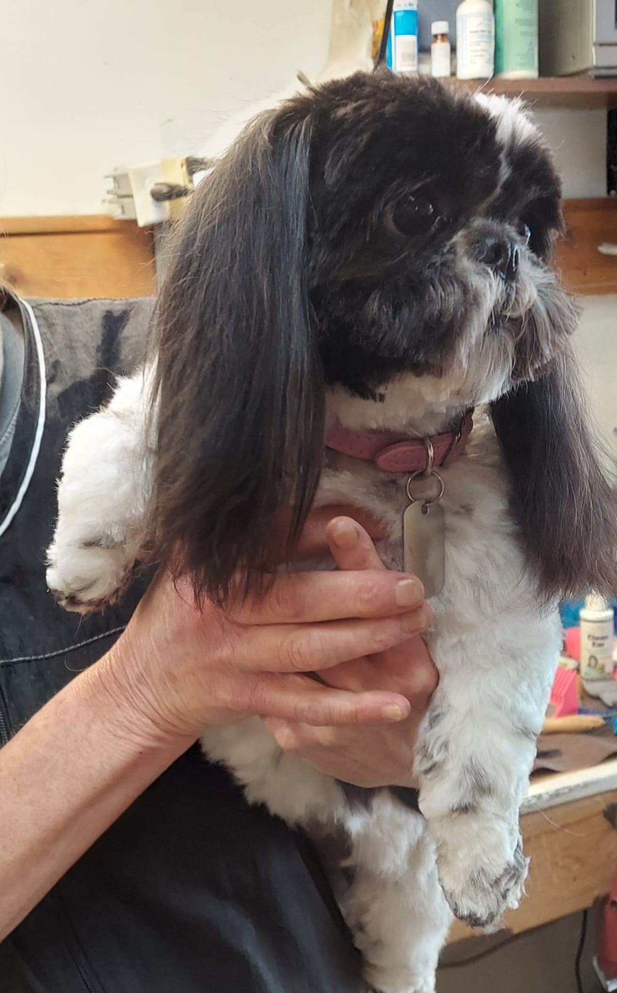 Dog-Gone Beautiful Peoria