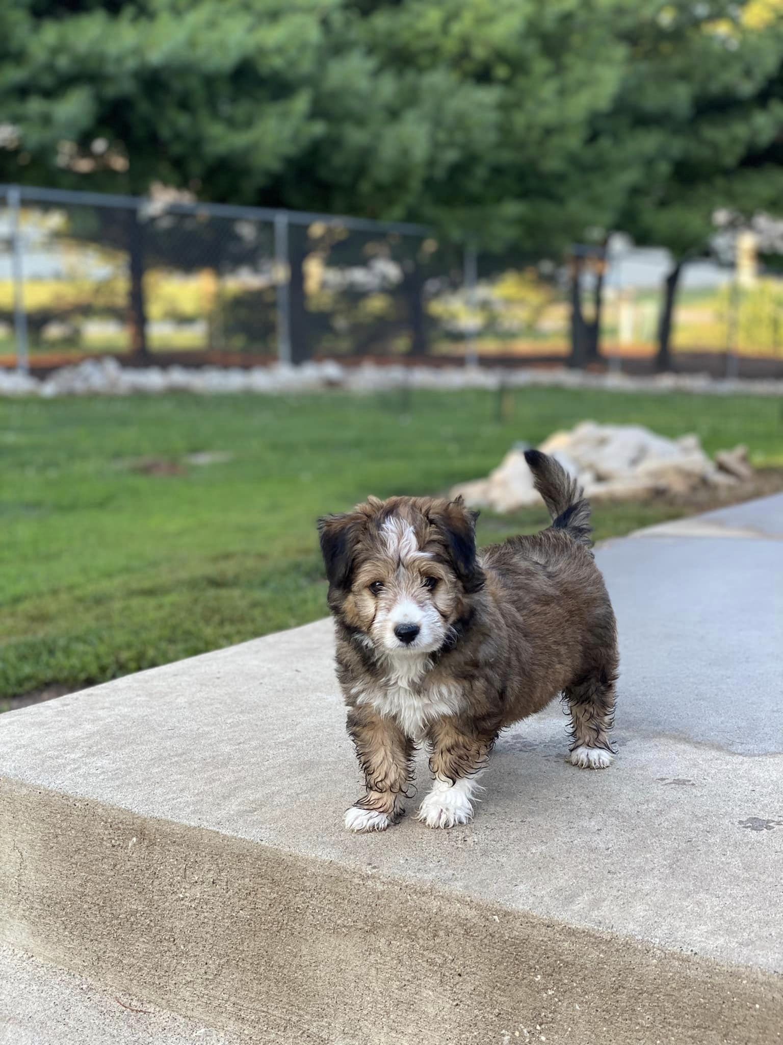 Alpha Dog Training Center Quincy