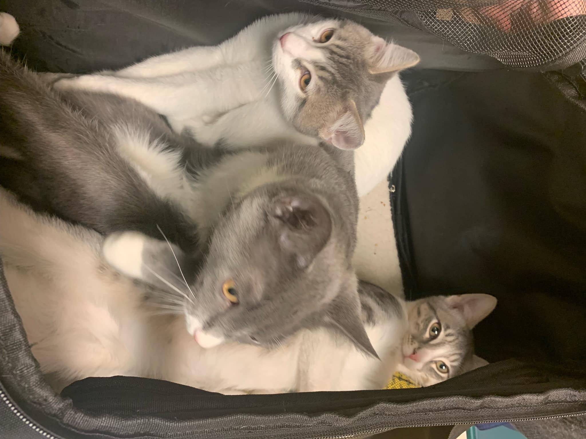 White Oaks West Animal Hospital: Deeke David DVM Springfield