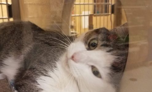 PetSmart Doggie Day Camp