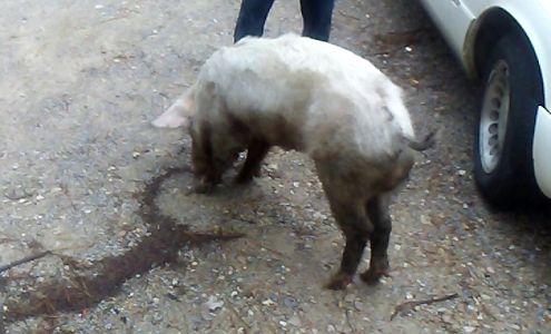 U-Haul Neighborhood Dealer Lambert