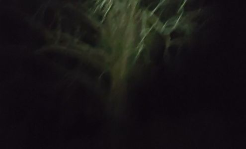 United States Postal Service Bailey