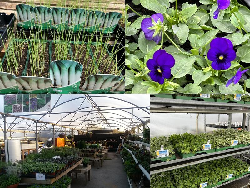 Banwell Garden Centre