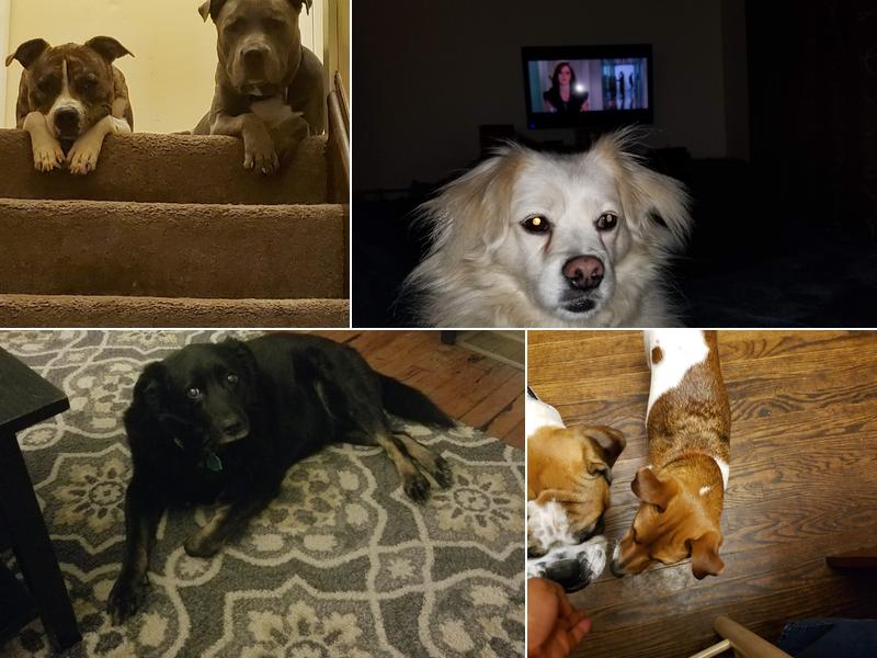 Randall's Dog Obedience