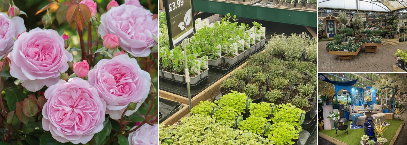 Langlands Garden Centre