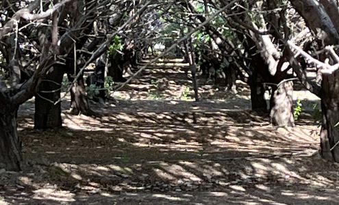 United States Postal Service Zamora