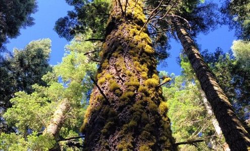 Chevron Yosemite Natl Pk