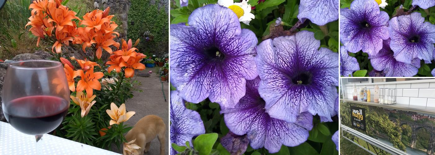 Well Hung and Tender