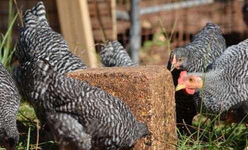 Frontier AG Inc Utica